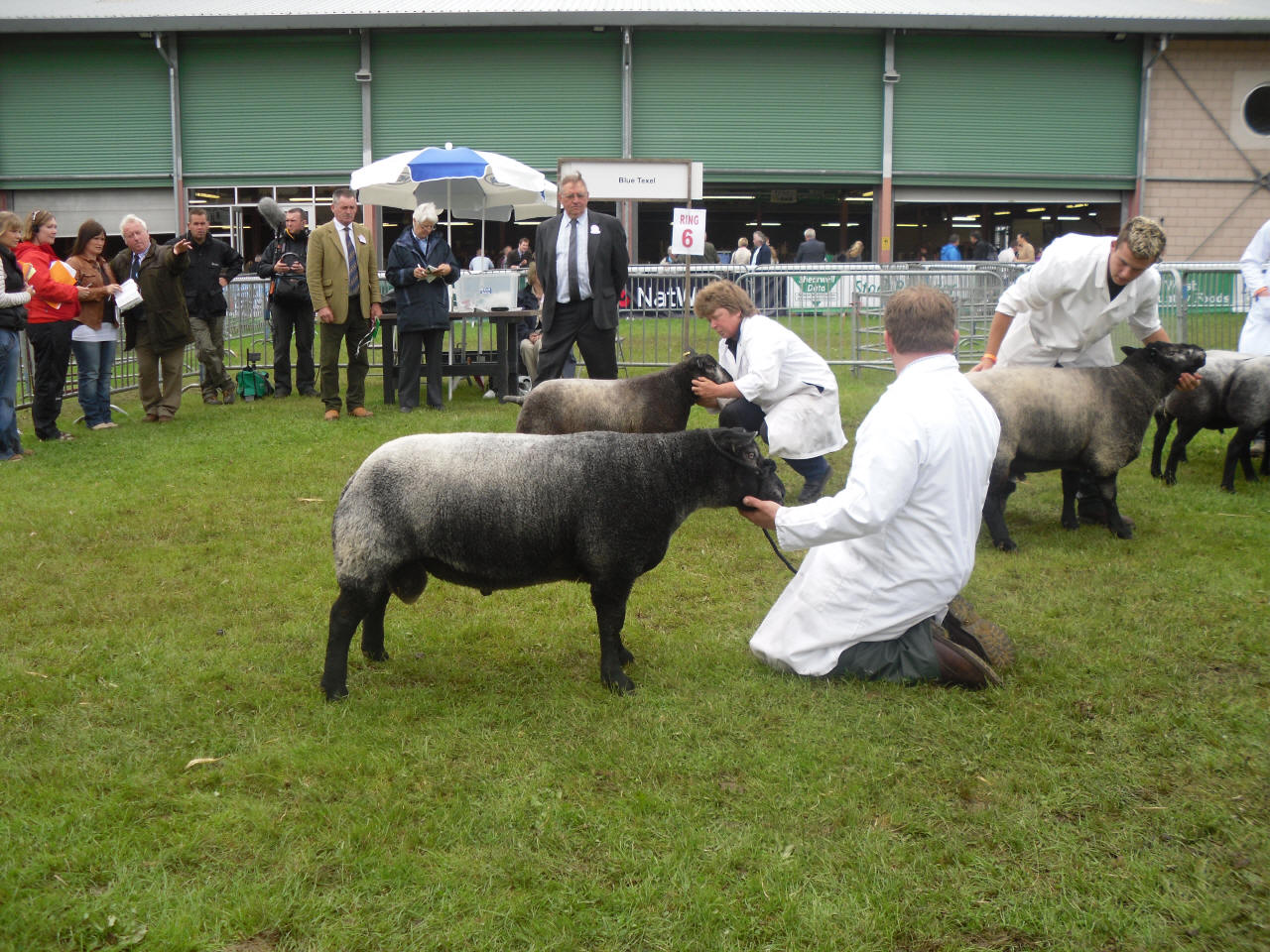 Blue Texel Sheep
